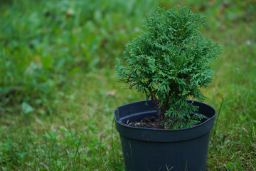 A small tree thuja grows in a pot on the background of greenery.Genus of gymnosperm coniferous plants of the cypress family.Beautiful green coniferous shrub.Herringbone.Spruce.Photo.