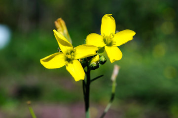 Yellow flower grass arugula in the summer garden