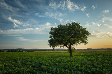 Fototapeta na wymiar Lonely large tree growing in a beetroot field