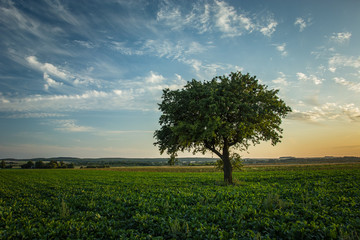 Fototapeta premium Lonely large tree growing in a beetroot field
