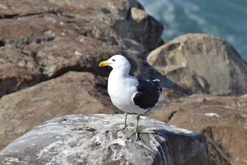 Obraz premium GABBIANO, SUDAFRICA