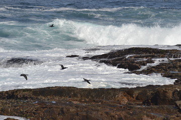 CORMORANI IN VOLO, COSTA ATLANTICA, SUDAFRICA