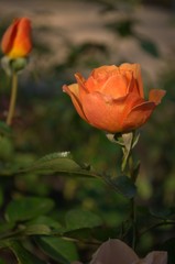 Orange roses in the garden