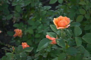 Obraz premium Orange roses in the garden