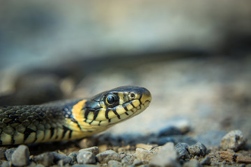 Natrix natrix snake on stony ground, close-up of the eyes