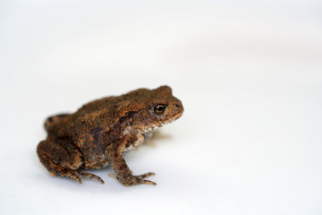 Discovered toad in the garden and taken to the studio for a short time to take pictures. 