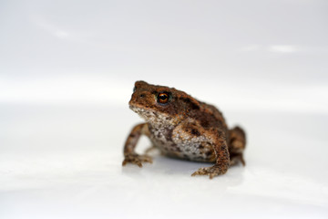 Discovered toad in the garden and taken to the studio for a short time to take pictures. 