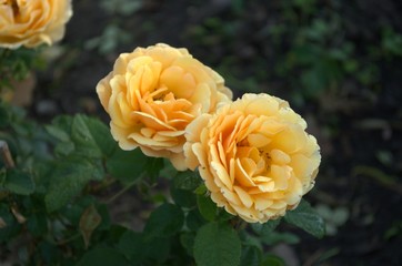 Yellow and orange roses in the garden