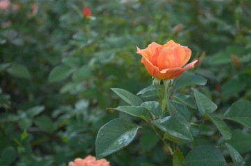 Orange roses in the garden