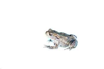 Discovered toad in the garden and taken to the studio for a short time to take pictures. 