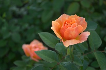 Orange roses in the garden