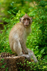 Naklejka na ściany i meble Long-tailed Macaque - Macaca fascicularis also known as crab-eating macaque, a cercopithecine primate native to Southeast Asia, is referred to as the cynomolgus monkey