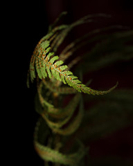 Bracken leaves with sorus, vertical format