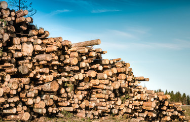 Side view of pile of pine tree logs in a forest after clear cut of forest in Northern Sweden. Very sunny summer day