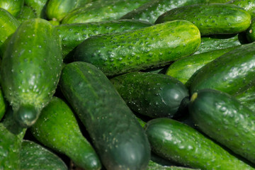 many ripe green cucumbers at the exhibition