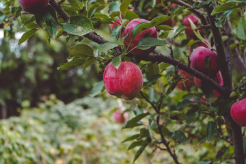 Beautiful large red apples grow on the Verka Apple tree, photography, background, image, landscape.Vitamins.Fruits.