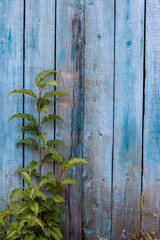 Grunge background. Blue old fence with peeling and cracked paint. A green branch grows in front of the boards. Vertical frame.