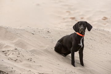 Puppy sitting on the sand at the ocean with room for text