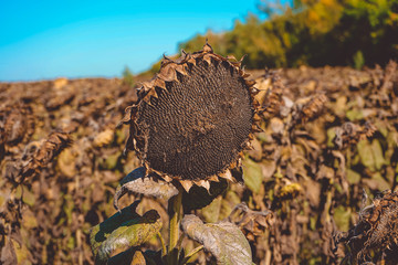 Sunflower plant, sunflower hat on the sky.Ripe sunflower, with seeds in the field.Field of ripe sunflower, ready for harvesting from the field.Delicious food.Raw material for sunflower oil.