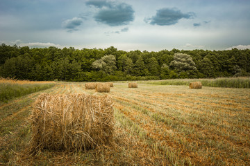 Fototapeta na wymiar Round hay bales in a field, forest and sky