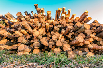 Front view of pile of pine tree logs in a forest after clear cut of forest in Northern Sweden. Very sunny summer day