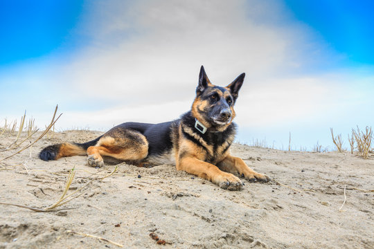 A beautiful German Shepherd posing relaxed and panting in a dune landscape with a proudly raised head and a collar with GPS tracker around her neck looking from left to high right in the photo