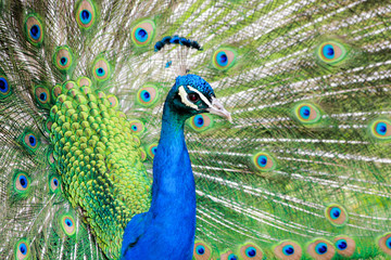 Fototapeta na wymiar Peacock Presenting Display