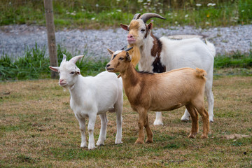 Ziegenfamilie, Capra aegagrus hircus, Hornträger