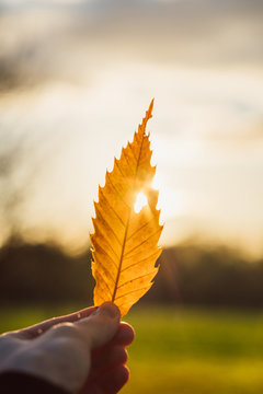 orange colored leave hold by hand in direct sunlight