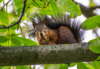 Naklejka na ściany i meble Hungry squirrel with nuts in his mouth on a walnut tree