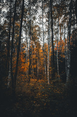 Fototapeta premium Moody autumn landscape in the forest 