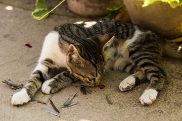 A kitten and a sparrow. Pet kills birds and eats them. The kitty is a predator. The young hunter. The world of cats.