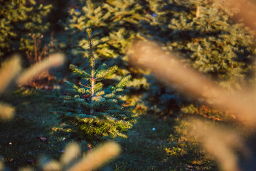 Fir Tree coniferous in warm sunlight