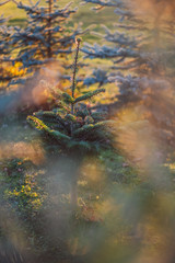 Fir Tree coniferous in warm sunlight