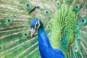 Obraz premium Peacock Display Feathers