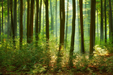 Obraz premium Beautiful morning in the forest