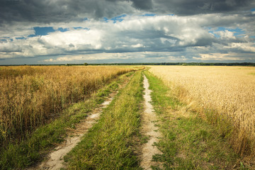 Fototapeta na wymiar Dirt road overgrown with grass, fields with grain, horizon and clouds