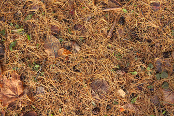 Dry pine needles and leaves on the ground in the forest. Close-up. Top view. Background. Texture.
