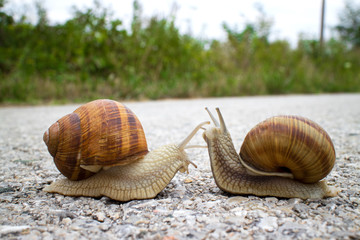 Mollusk snail Helix pomatia in spiral shell.  Snails meeting on the road. Macro photo nature.