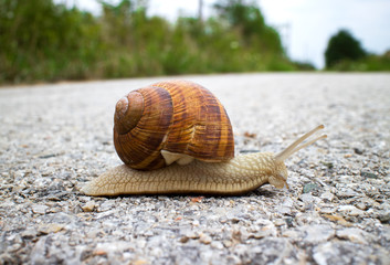Mollusk snail Helix pomatia in spiral shell.  Snail on the road. Macro photo nature.