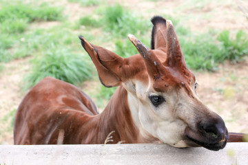 Okapi © Terra Leone