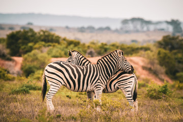 Fototapeta na wymiar Zebras back to back