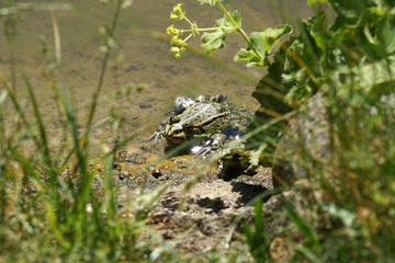 Pond frog photographed on a sunny spring day in Germany on a calm waters.