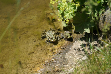 Pond frog photographed on a sunny spring day in Germany on a calm waters.