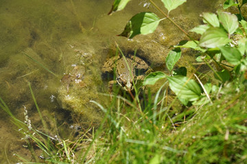 Pond frog photographed on a sunny spring day in Germany on a calm waters.