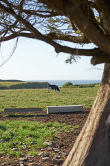 Cow eating grass on a meadow near the sea in Galicia, Spain