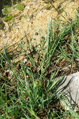 Pond frog photographed on a sunny spring day in Germany on a calm waters.