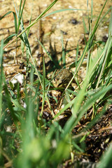 Pond frog photographed on a sunny spring day in Germany on a calm waters.