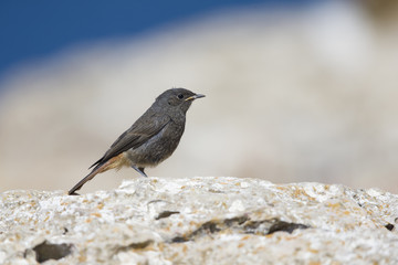 Obraz premium A juvenile black redstart (Phoenicurus ochruros) perched on the coastal rocks of the Algarve Portugal.