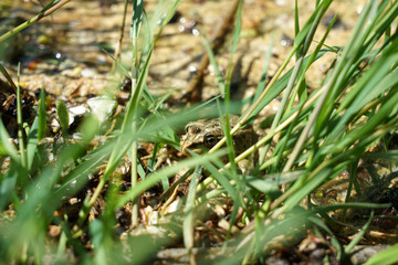 Pond frog photographed on a sunny spring day in Germany on a calm waters.